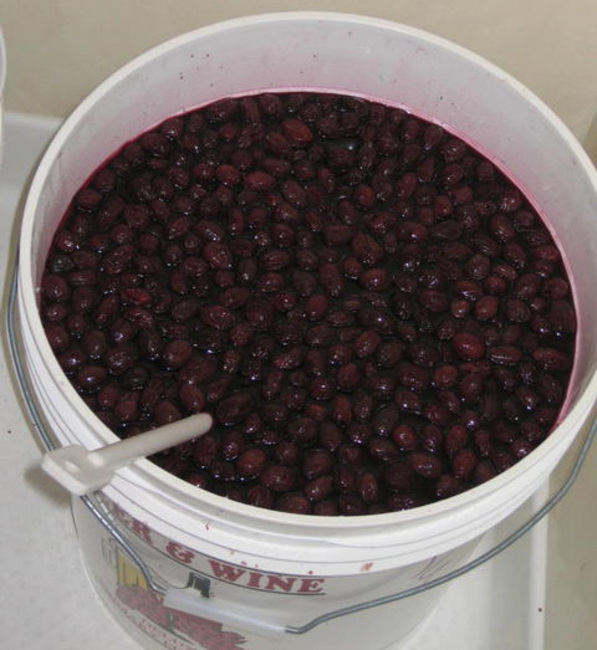 barolo raisins
