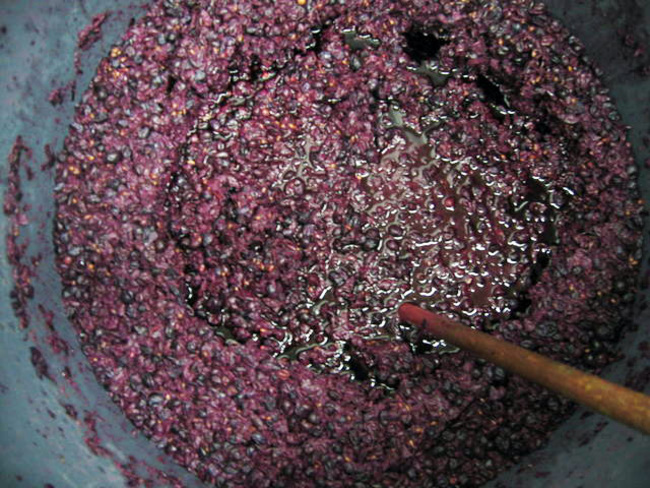 fermenting syrah