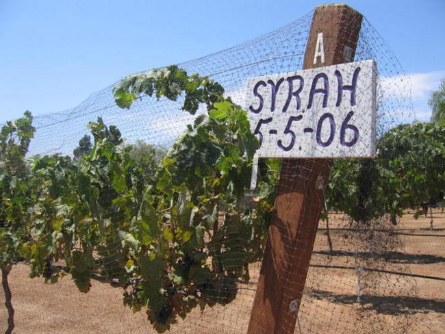 syrah