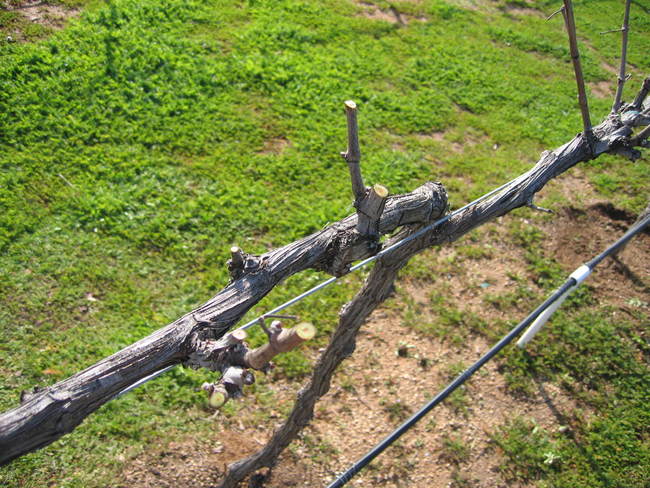 Pruned syrah vines at Live Oak Vineyard